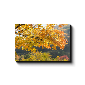 Fall Foliage at "The Curve" - photodecor.net