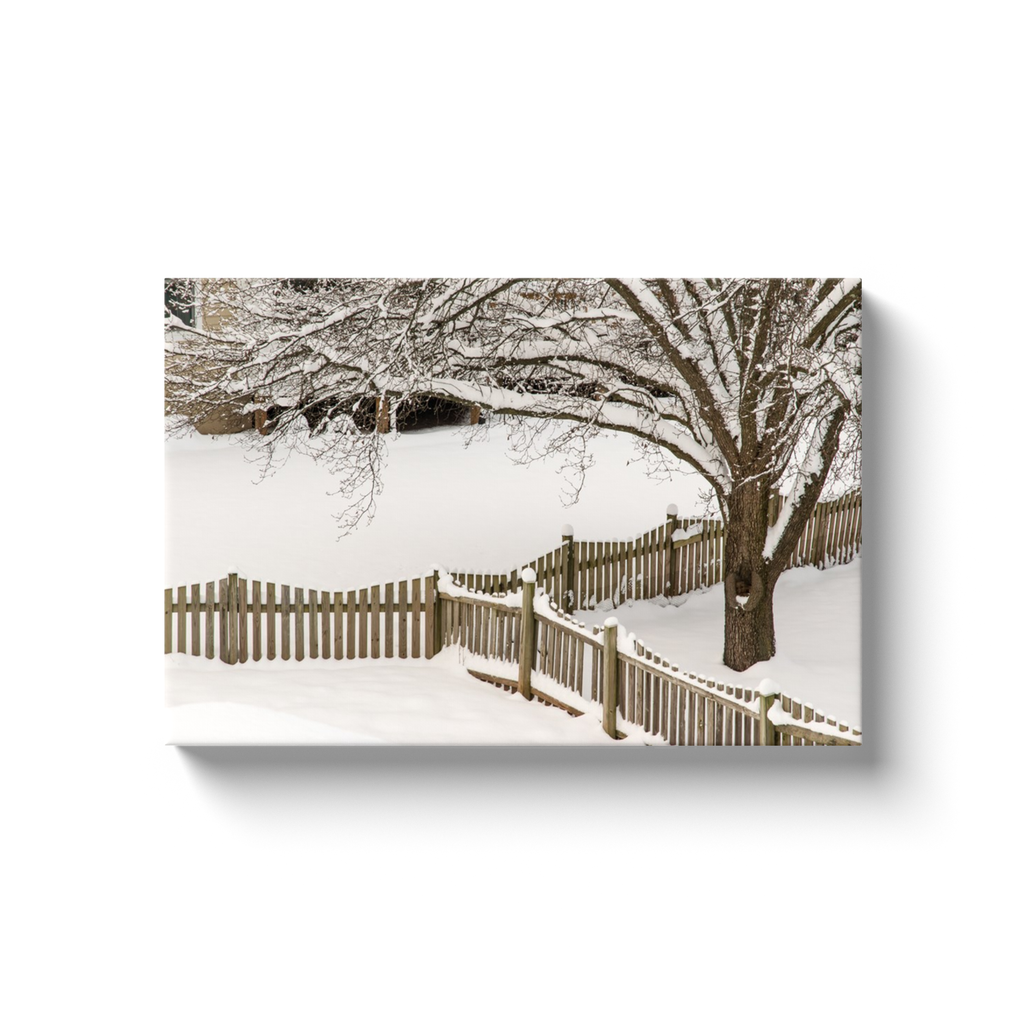 Backyard Winter Beauty - photodecor.net