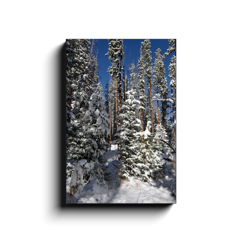 Winter's Walk - photodecor.net