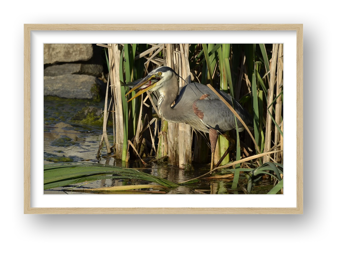 Fresh Fish — framed