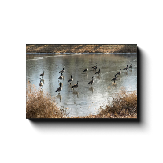 Yes, They Can Walk on Water - photodecor.net