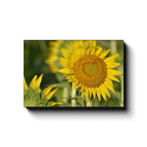 Sunny Wallflower - photodecor.net