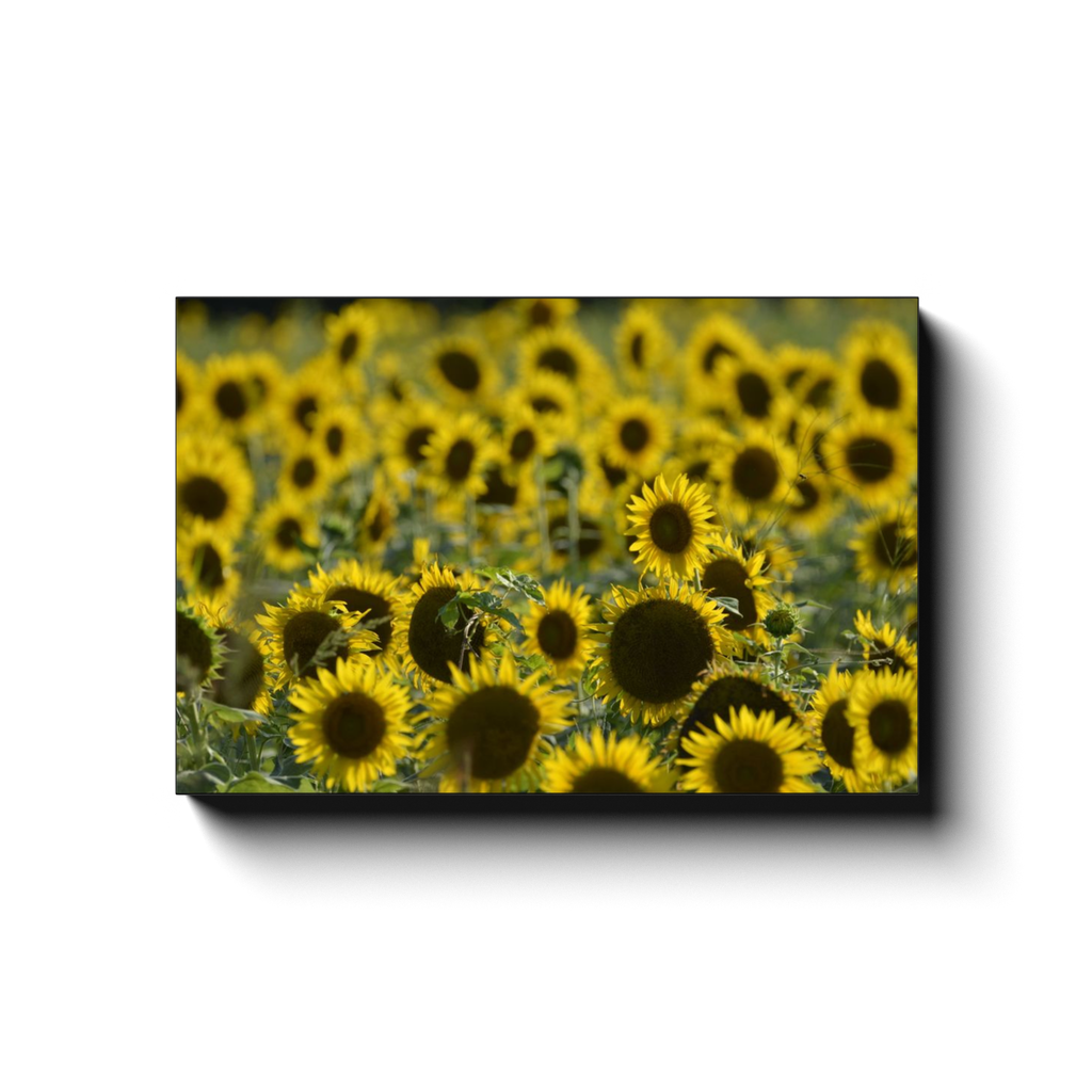 Field of Suns - photodecor.net