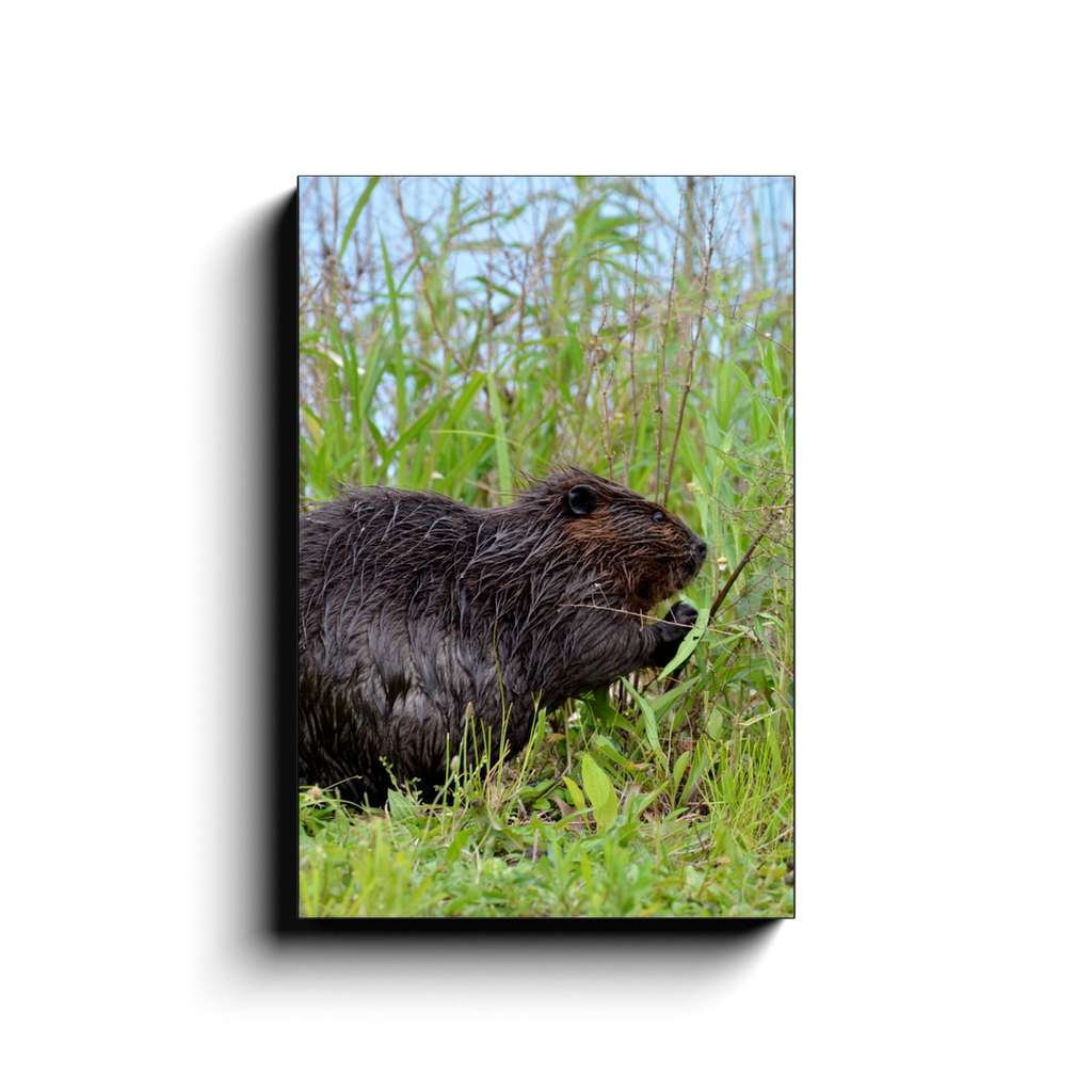 Beaver Brunch - photodecor.net