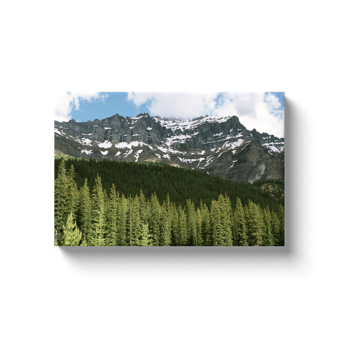 Banff Forest - photodecor.net
