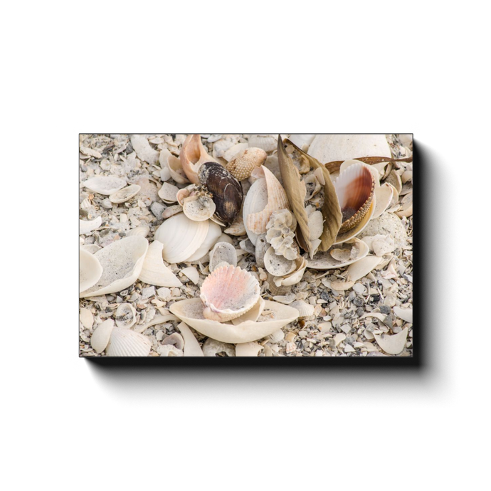 Shells  Galore-1 - photodecor.net