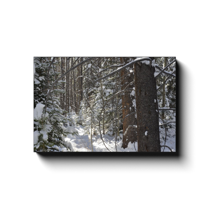 Frosty Forest - photodecor.net