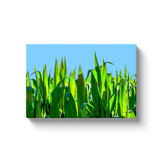 Corn - photodecor.net