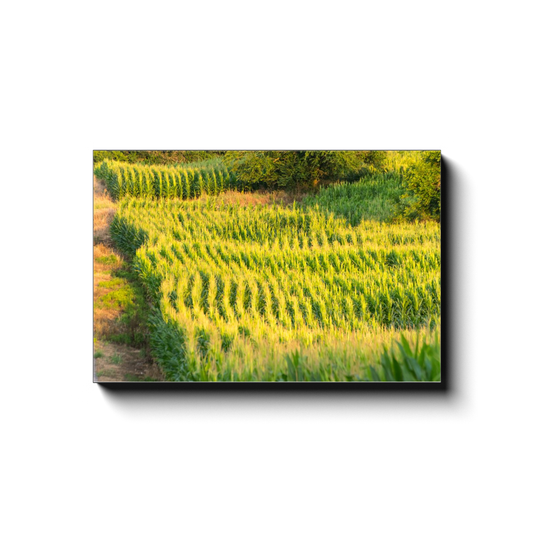Amber Waves of Grain - photodecor.net