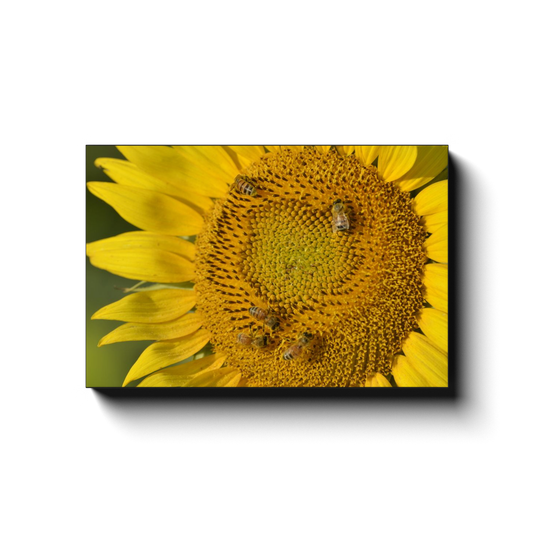 Pollinator Party - photodecor.net