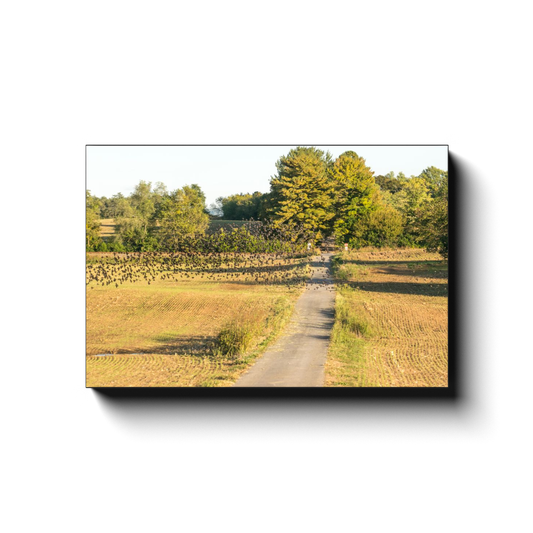 Avian Inundation - photodecor.net