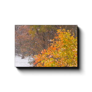 Simultaneous Seasonal Colors-2 - photodecor.net