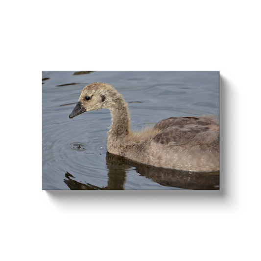 Fuzzy Gosling - photodecor.net