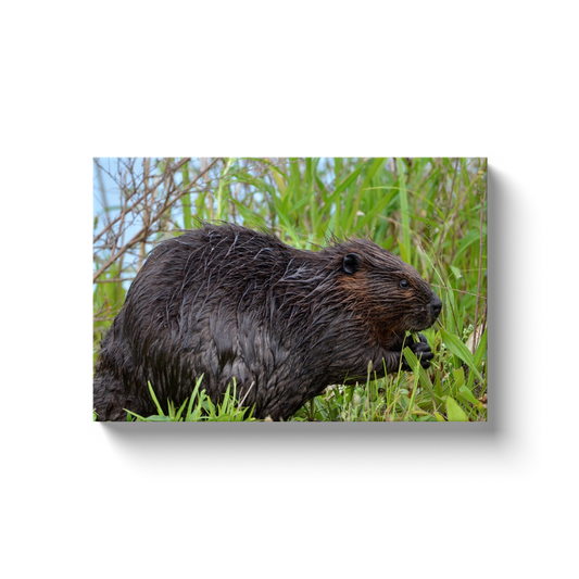 Backyard Beaver - photodecor.net