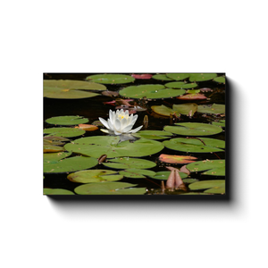Floating Lily - photodecor.net