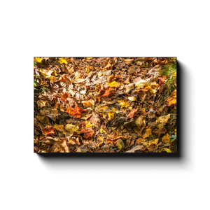Grounded Fall Colors - photodecor.net
