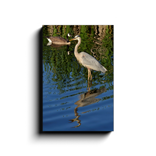 Waterfowl Reflections - photodecor.net