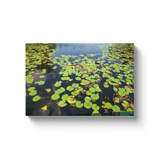 Aquatic Garden - photodecor.net