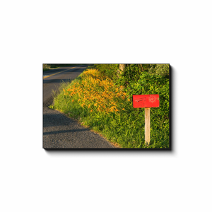 Rural Mail Box and Day Lilies - photodecor.net