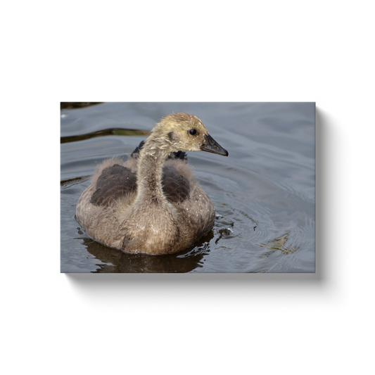 Springtime Swim - photodecor.net